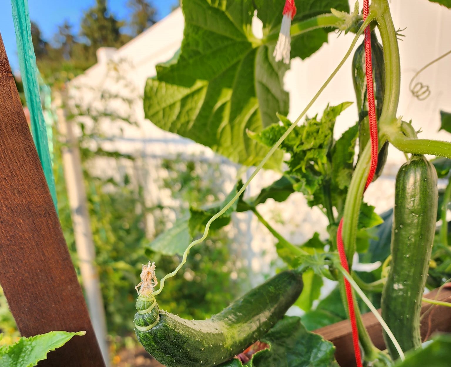 iN PHOTOS: Weird veggies from Kamloops, Okanagan | iNwine iN PHOTOS: Weird veggies from Kamloops, Okanagan | iNwine