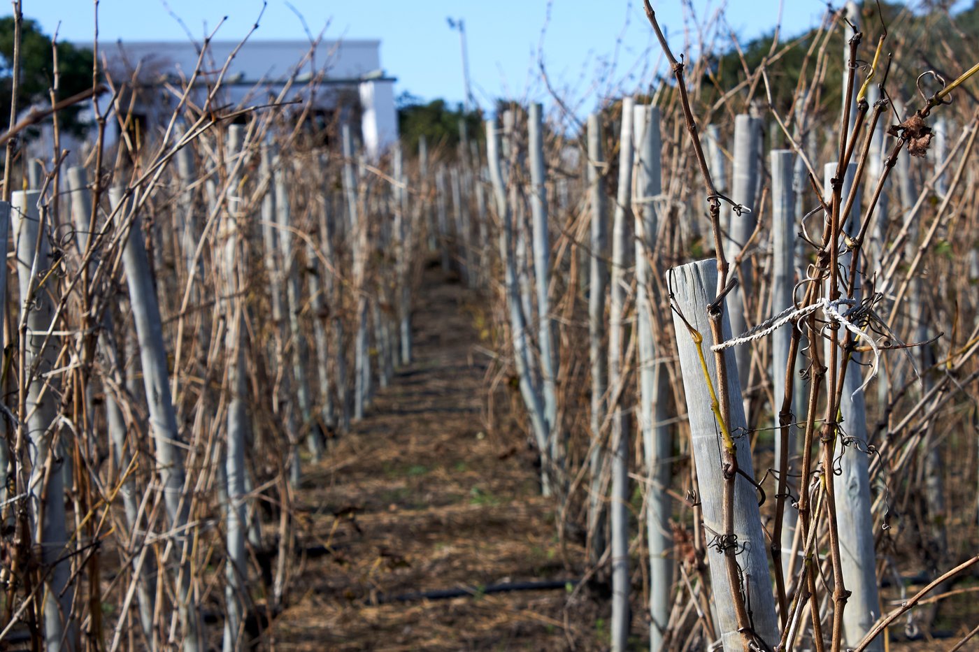 This woman 'managed to not be bored' during the COVID lockdown and planted a vineyard at home | iNwine This woman 'managed to not be bored' during the COVID lockdown and planted a vineyard at home | iNwine