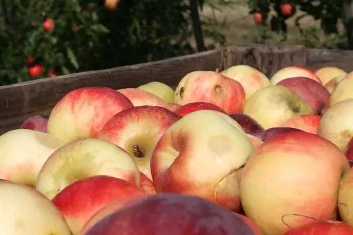 Why some Okanagan water systems are still independent | iNwine Why some Okanagan water systems are still independent | iNwine