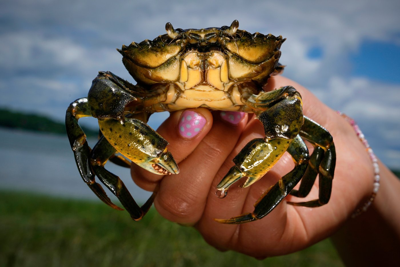 Invasive green crabs are bad for the environment, so New Englanders are starting to eat more of them | iNwine Invasive green crabs are bad for the environment, so New Englanders are starting to eat more of them | iNwine