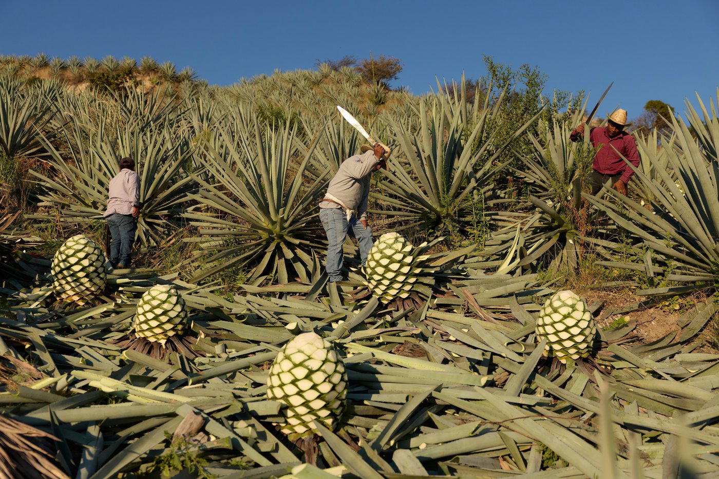 See how mezcal is made in Mexico | iNwine See how mezcal is made in Mexico | iNwine