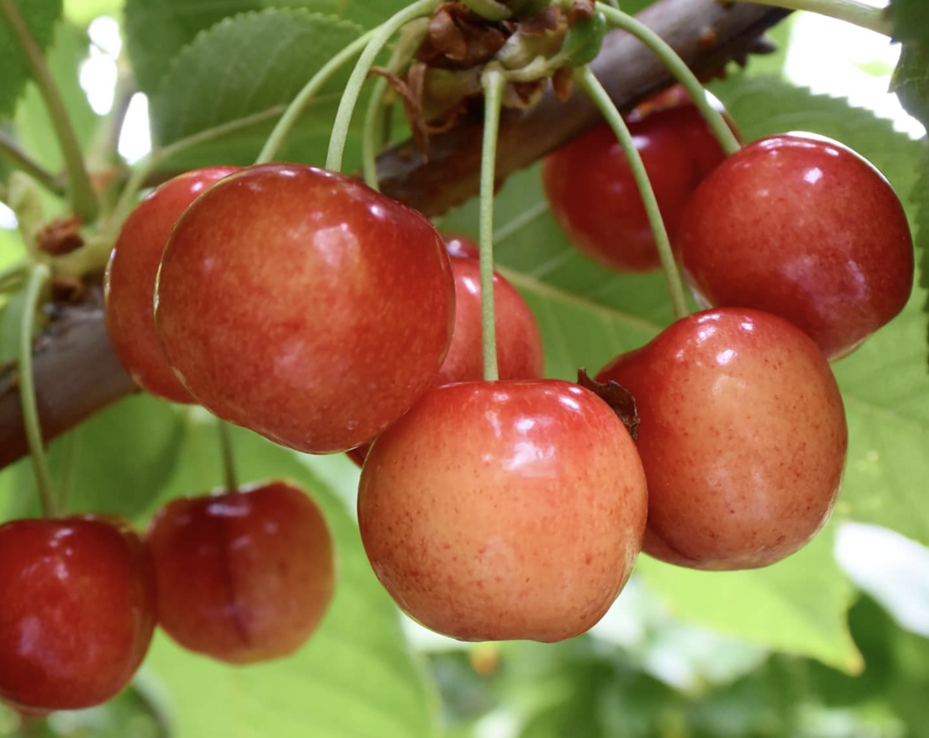 Summerland cherry research to speed up breeding climate resistant trees | iNwine Summerland cherry research to speed up breeding climate resistant trees | iNwine