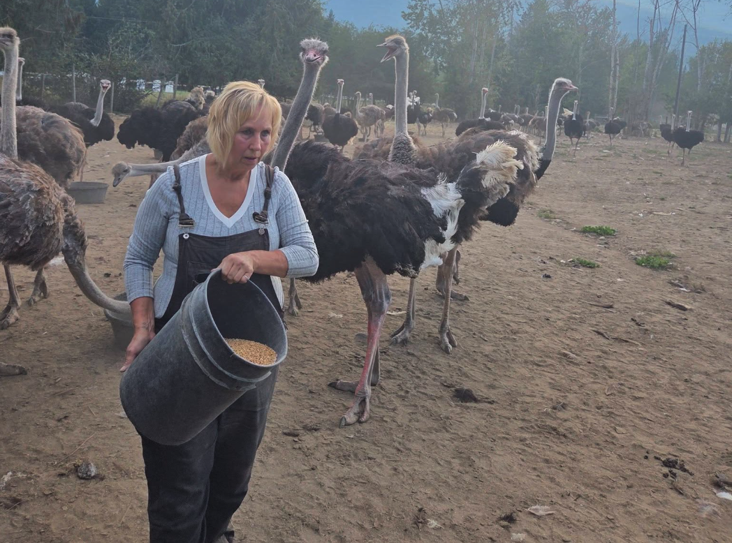 Clock is once again ticking for Universal ostrich farm owners | iNwine