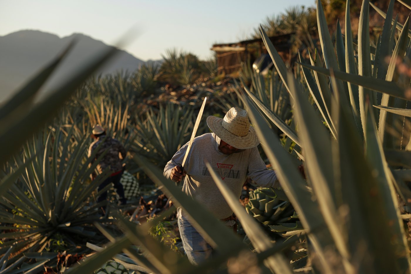Mezcal's popularity is booming in the US. That comes with a growing environmental cost in Mexico | iNwine Mezcal's popularity is booming in the US. That comes with a growing environmental cost in Mexico | iNwine