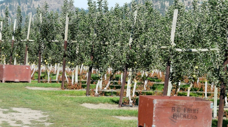 North Okanagan farmers may see some relief after drastic water restrictions | iNwine North Okanagan farmers may see some relief after drastic water restrictions | iNwine