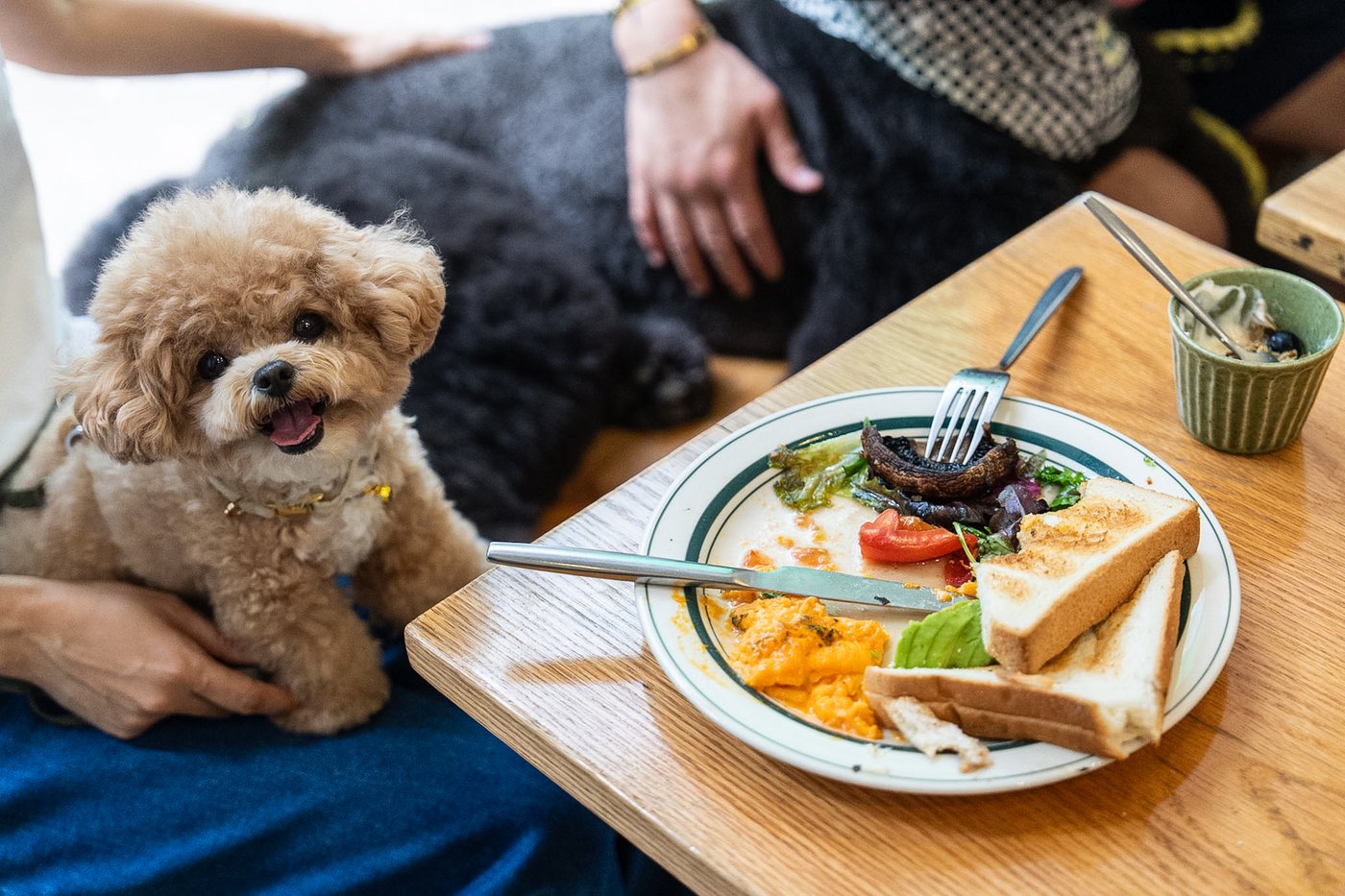 Hong Kong eateries welcome dogs as city relaxes ban | iNwine Hong Kong eateries welcome dogs as city relaxes ban | iNwine