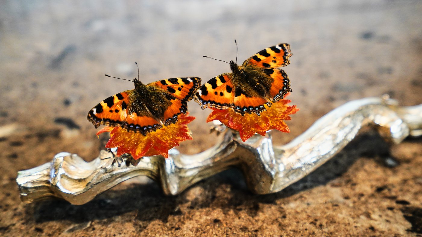 Denmark is set to explore if gastronomy can be recognized as an art form | iNwine