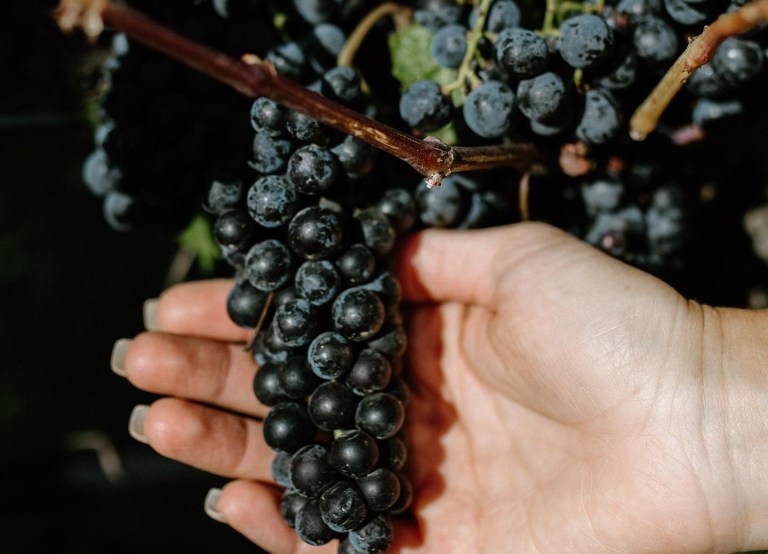 iN PHOTOS: Bountiful grape crop bursts with colour in Okanagan, Kamloops | iNwine iN PHOTOS: Bountiful grape crop bursts with colour in Okanagan, Kamloops | iNwine