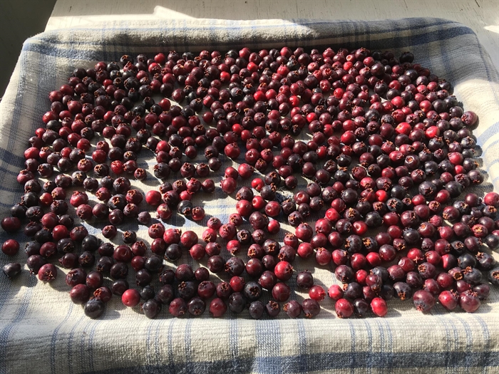 iN PHOTOS: Six delicious berries growing in Okanagan, Kamloops | iNwine