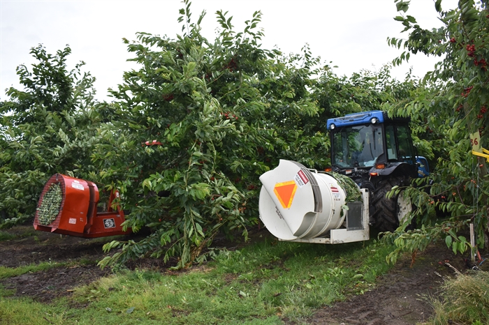 Foreign temporary worker claw backs hampers record Okanagan cherry season | iNwine Foreign temporary worker claw backs hampers record Okanagan cherry season | iNwine