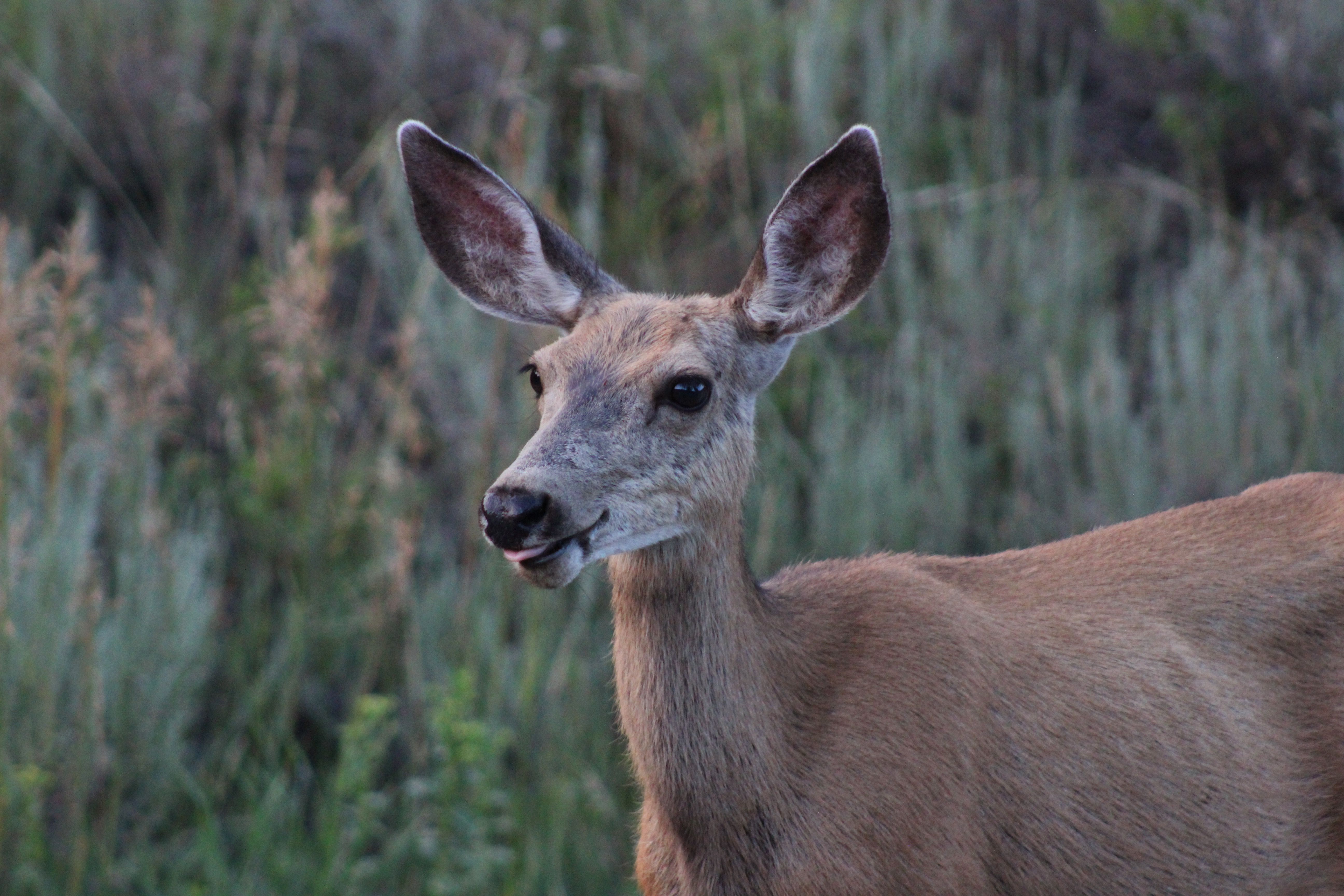 Penticton vintner fined $10,000 for shooting deer in vineyard | iNwine Penticton vintner fined $10,000 for shooting deer in vineyard | iNwine