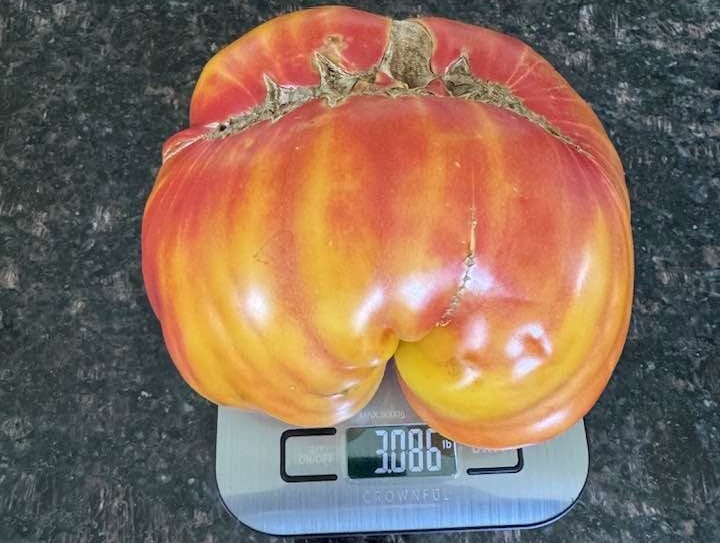 iN PHOTOS: The biggest eggplant in Kelowna and other Thompson-Okanagan veggie tales | iNwine