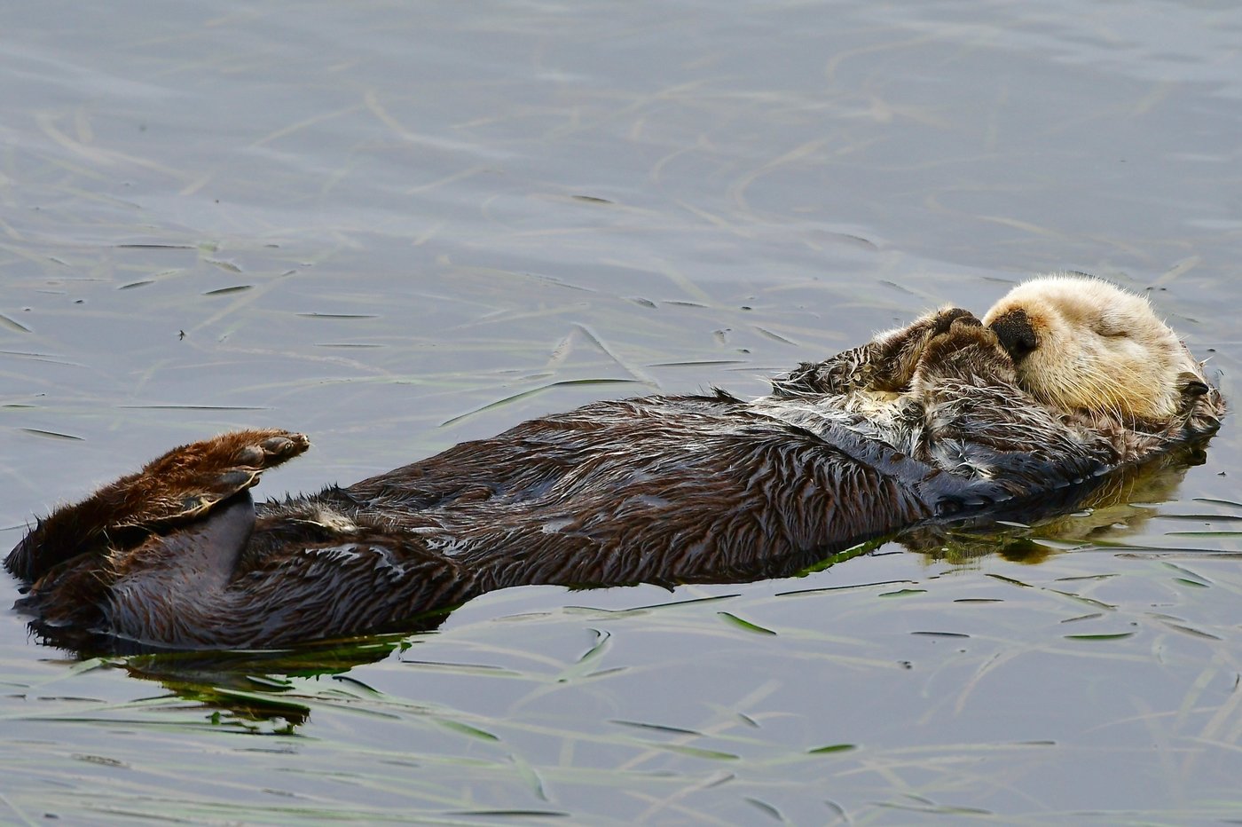 Baby sea otter is reunited with mother in central California after dramatic rescue | iNFOnews.ca Baby sea otter is reunited with mother in central California after dramatic rescue | iNFOnews.ca