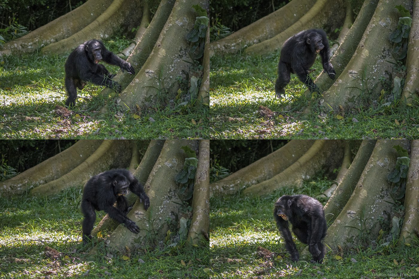 Chimpanzees drum with regular rhythm when they beat on tree trunks, a form of ancient communication | iNFOnews.ca Chimpanzees drum with regular rhythm when they beat on tree trunks, a form of ancient communication | iNFOnews.ca