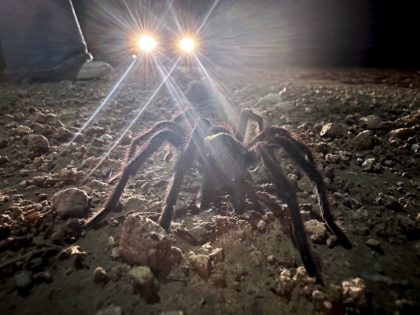 Spider lovers scurry to Colorado town in search of mating tarantulas and community | iNFOnews.ca