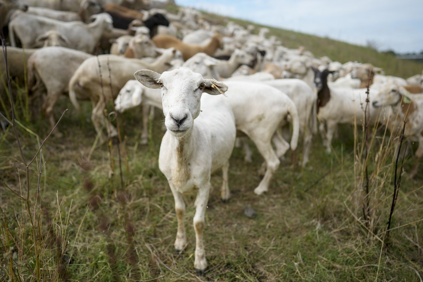 Cities are using sheep to graze in urban landscapes and people love it | iNFOnews.ca