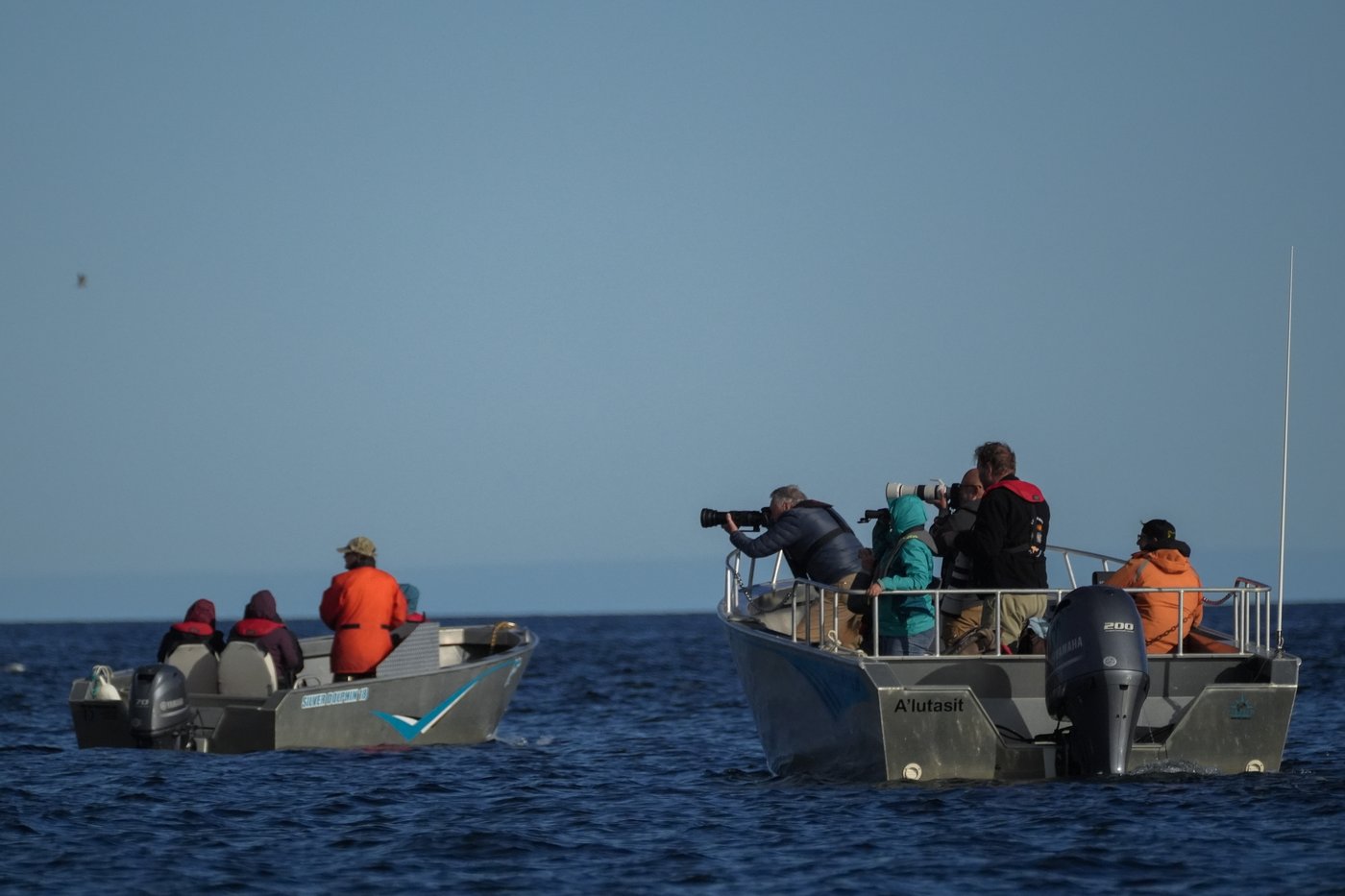 In the gateway to the Arctic, fat, ice and polar bears are crucial. All three are in trouble | iNFOnews.ca