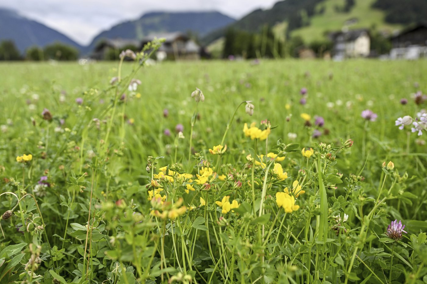 Birds, bees and ballots: Swiss voters to decide on plan to bolster country's fragile biodiversity | iNFOnews.ca