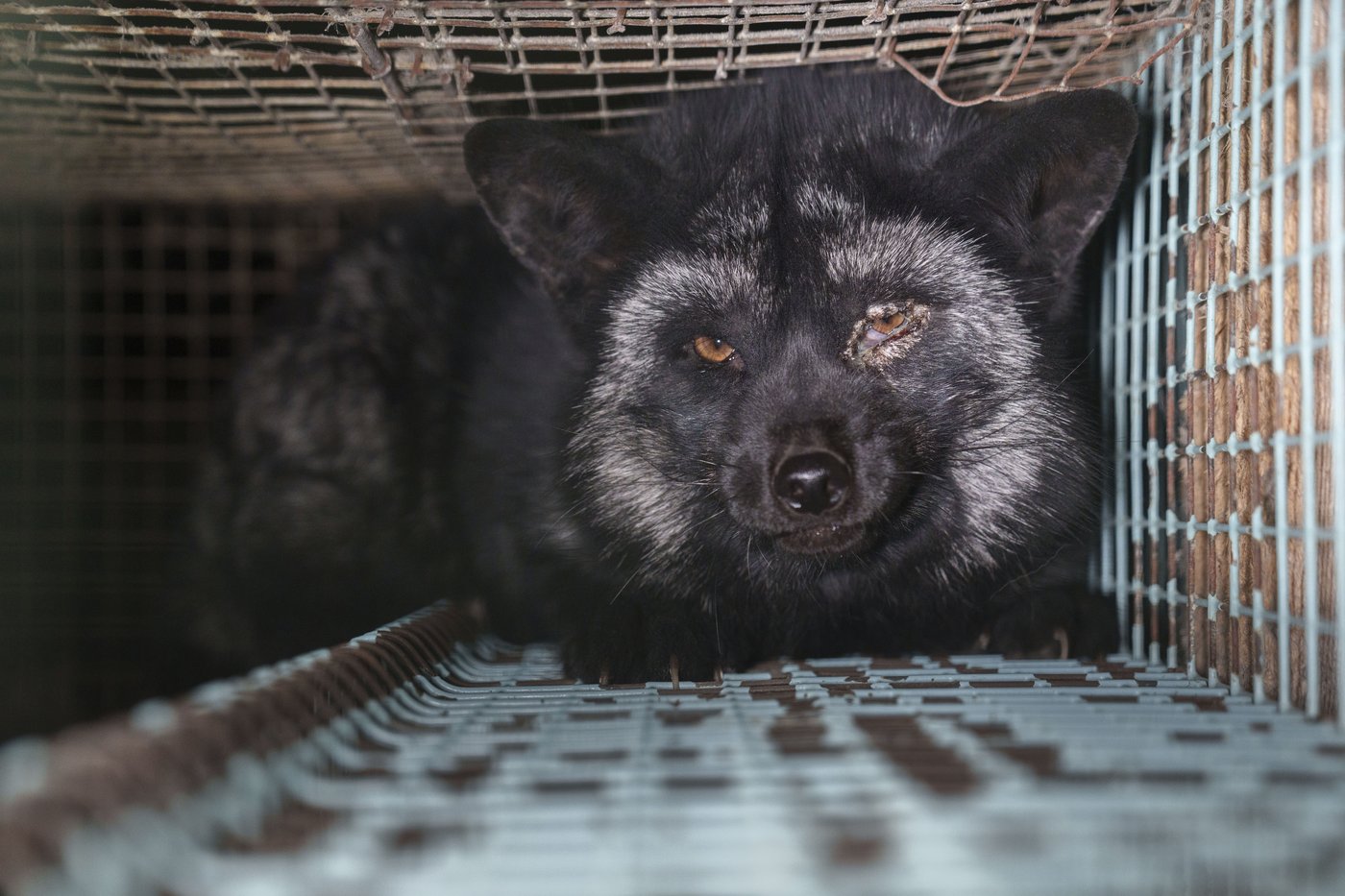 Activists release images of foxes at Finnish fur farms to push EU to ban the trade | iNFOnews.ca Activists release images of foxes at Finnish fur farms to push EU to ban the trade | iNFOnews.ca