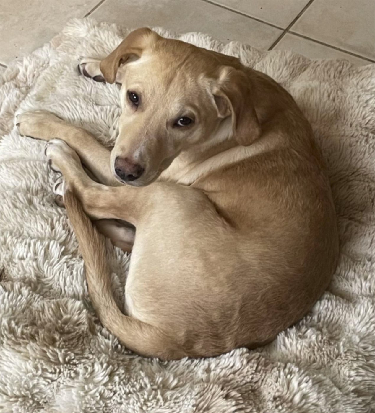 2 dogs get new homes after surviving plane crash that killed rescue flight pilot | iNFOnews.ca