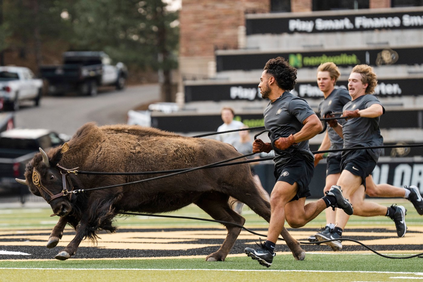 Colorado to debut new live buffalo mascot against Wyoming | iNFOnews.ca Colorado to debut new live buffalo mascot against Wyoming | iNFOnews.ca
