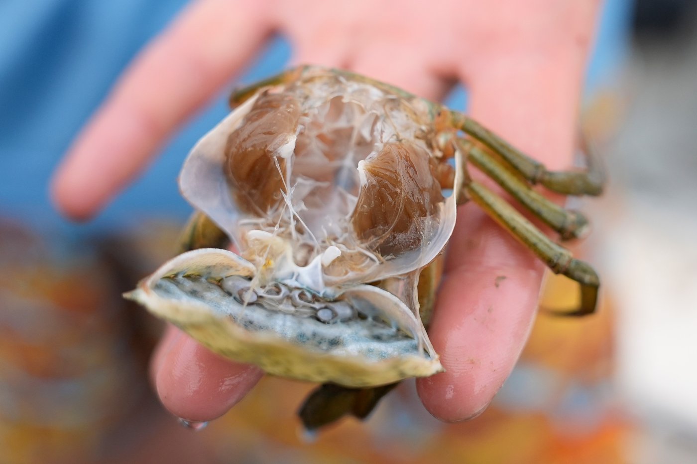 Invasive green crabs are bad for the environment, so New Englanders are starting to eat more of them | iNwine Invasive green crabs are bad for the environment, so New Englanders are starting to eat more of them | iNwine