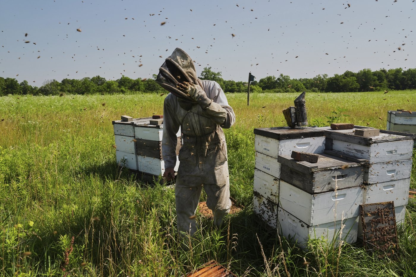 Bees have some ways to cope with a warming Earth, but researchers fear for their future | iNFOnews.ca