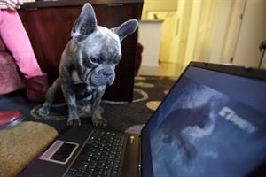 With new channel aimed at canines, television goes straight to the dogs | iNFOnews.ca CP30401222