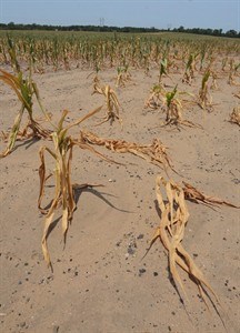 New Democrats warn drought will send price of food through the roof | iNFOnews.ca