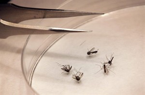 Ontario remains the Canadian hot zone for West Nile virus this year | iNFOnews.ca CP20011871
