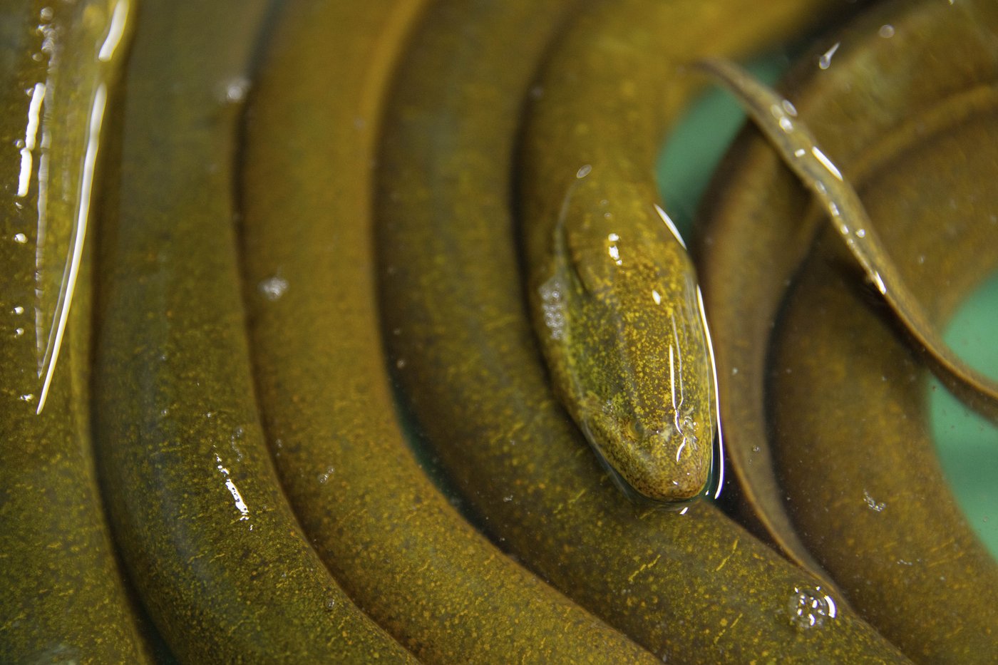 Cambodian fishermen turn to raising eels as Tonle Sap lake runs out of fish | iNFOnews.ca