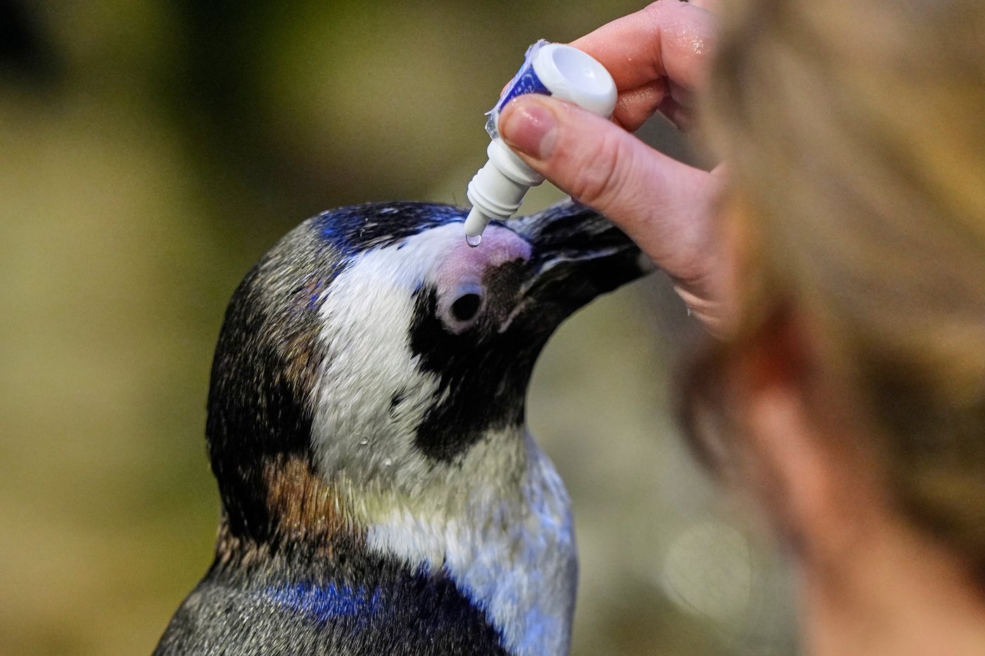 Much like a nursing home, penguins at a Boston aquarium can age with dignity | iNFOnews.ca