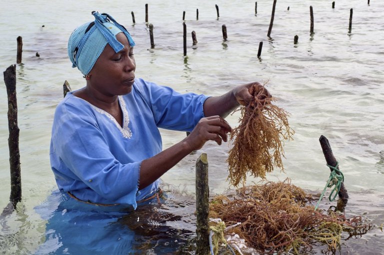 Zanzibar is seeing a seaweed boom. Can the women collecting it cash in? | iNFOnews.ca Zanzibar is seeing a seaweed boom. Can the women collecting it cash in? | iNFOnews.ca