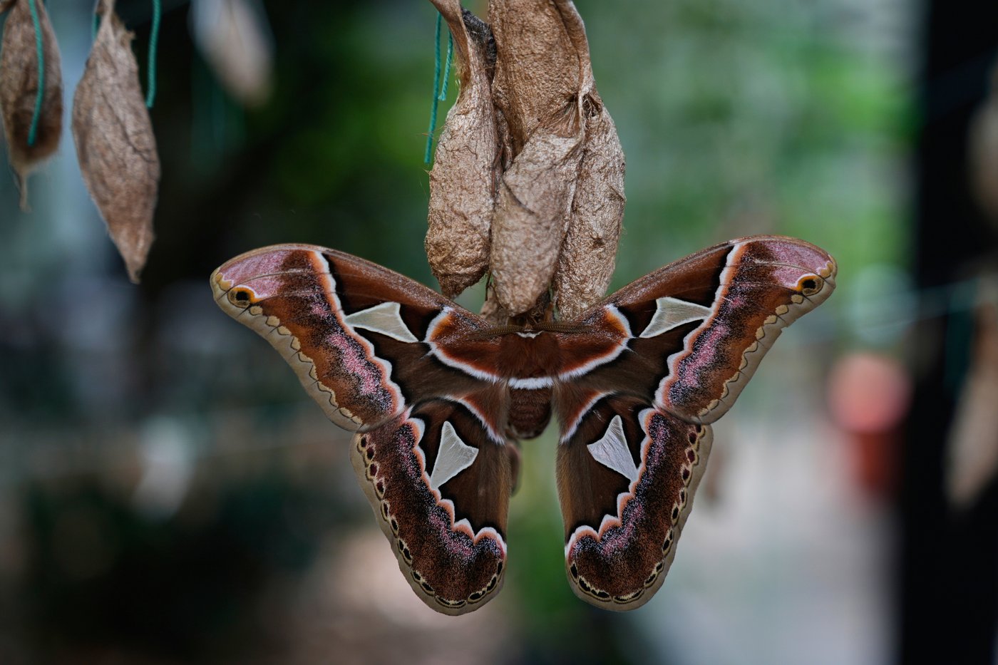 Rescued giant moths emerge from cocoons in Mexico's sprawling capital | iNFOnews.ca