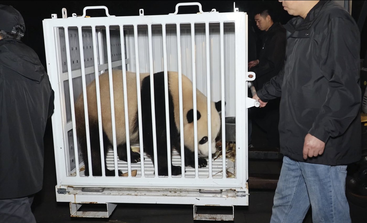 Pandas arrive at National Zoo, but won't be ready for public debut until January | iNFOnews.ca Pandas arrive at National Zoo, but won't be ready for public debut until January | iNFOnews.ca