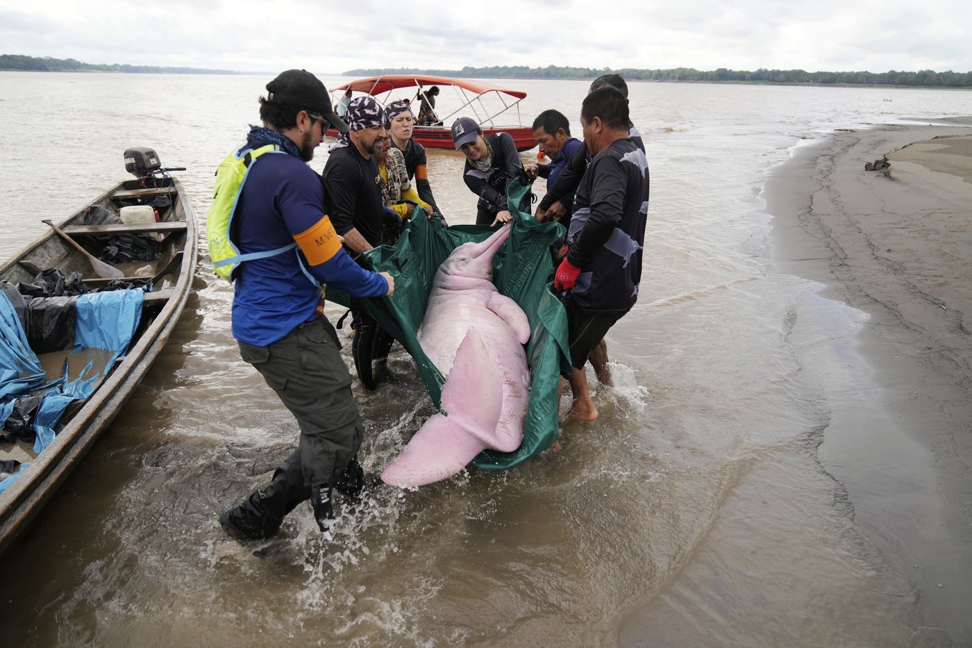 Pink dolphins, Independence Day celebrations and more top photos this week from Latin America | iNFOnews.ca