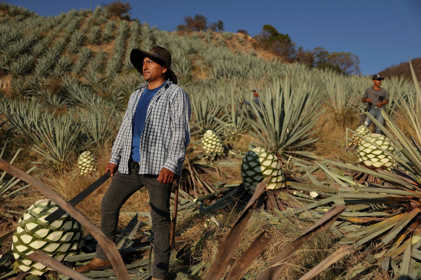 Mezcal producers in Oaxaca pose for photos while reflecting on economic impacts of the drink | iNwine