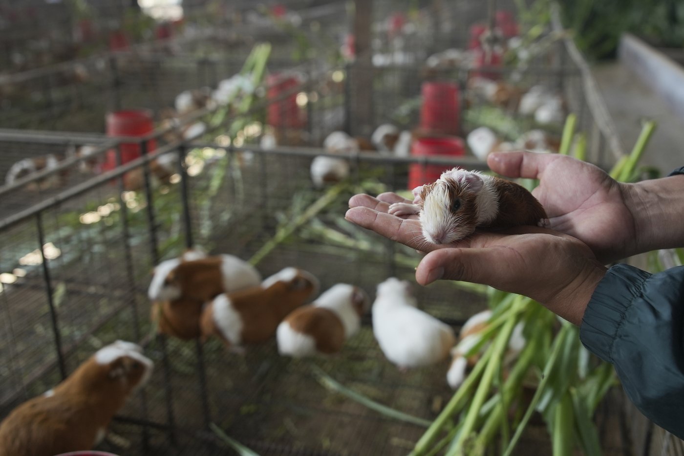 Peru celebrates 2 decades of a fast-growing breed of guinea pigs eaten as a delicacy | iNFOnews.ca