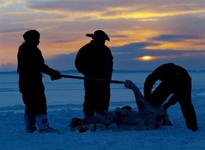 Hunt quotas cut for southern population of polar bears | iNFOnews.ca CP30294197