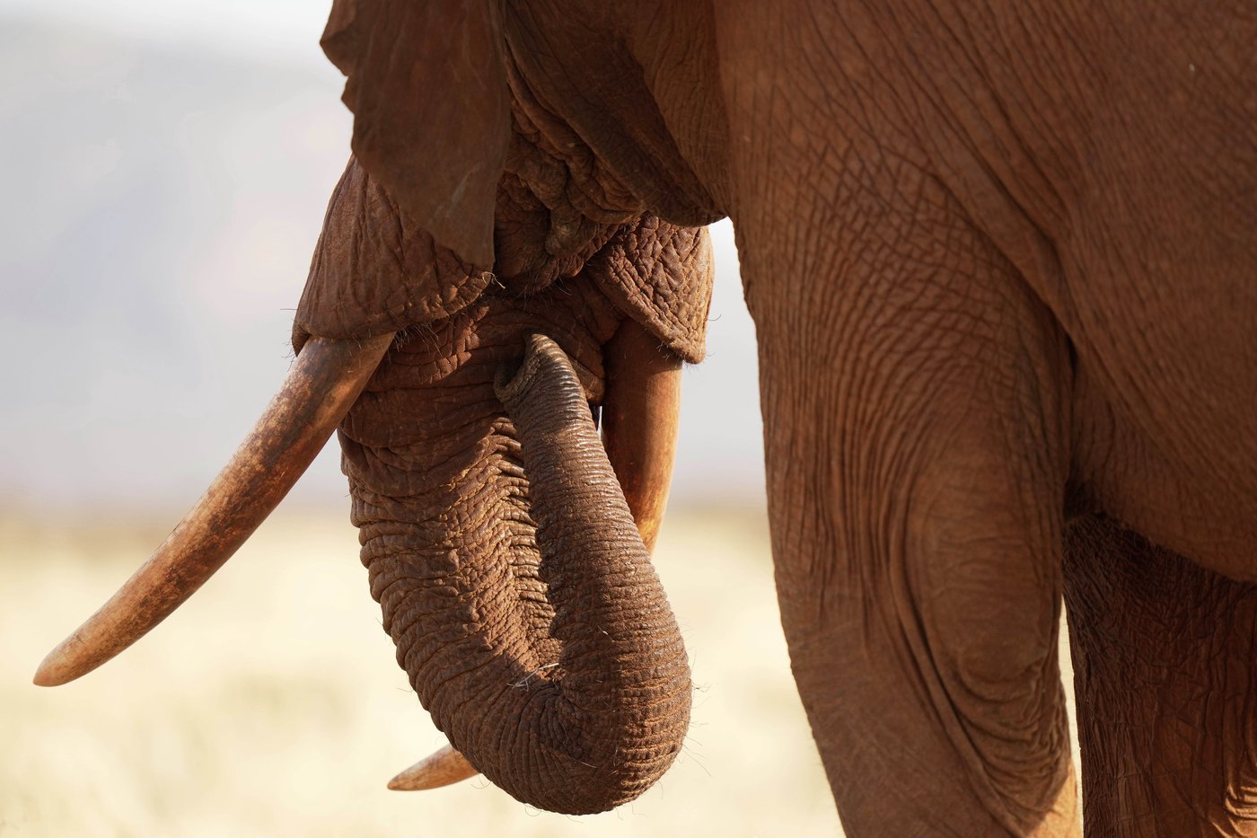 Tuesday is World Elephant Day. 5 things to know about the world's largest land mammals | iNFOnews.ca Tuesday is World Elephant Day. 5 things to know about the world's largest land mammals | iNFOnews.ca