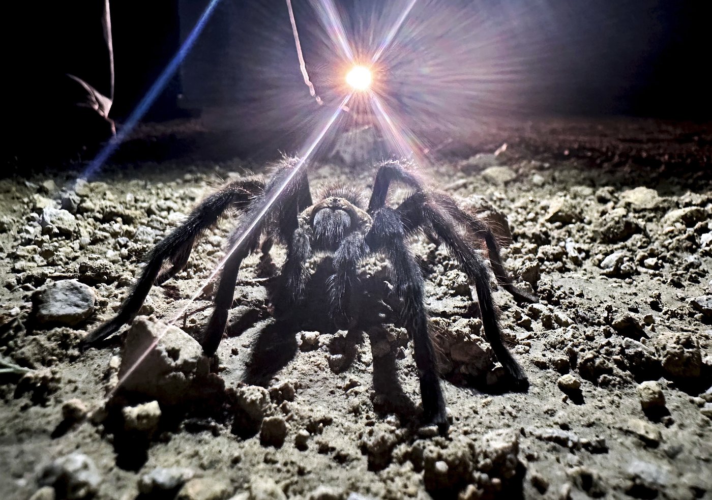Spider lovers scurry to Colorado town in search of mating tarantulas and community | iNFOnews.ca