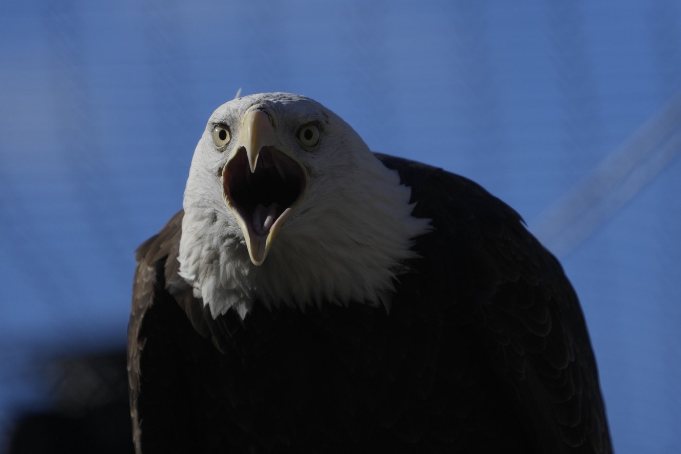 American bald eagles are having a moment, ecologically and culturally | iNFOnews.ca