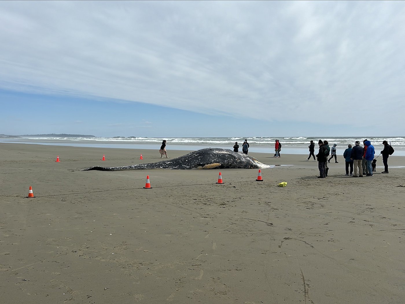 Grey whale washes ashore near Tofino, B.C. Cause of death unknown | iNFOnews.ca