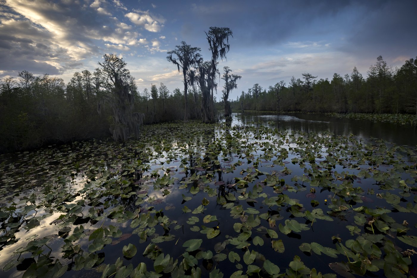 Agency approves expanding Okefenokee wildlife refuge, setting up possible buyout of mining project | iNFOnews.ca Agency approves expanding Okefenokee wildlife refuge, setting up possible buyout of mining project | iNFOnews.ca