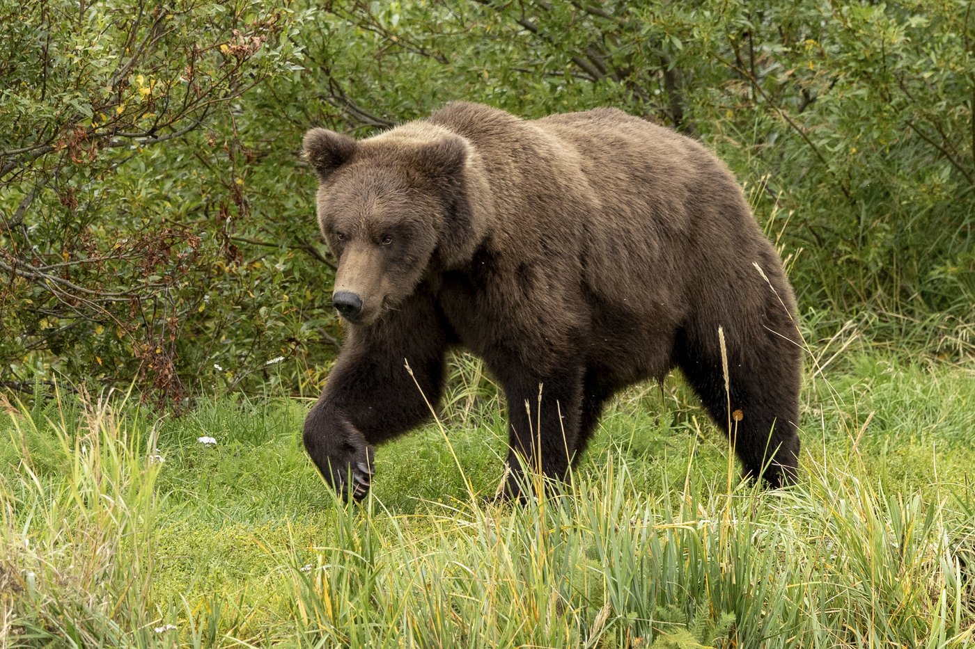 The chunkiest of chunks face off in Alaska's Fat Bear Week | iNFOnews.ca