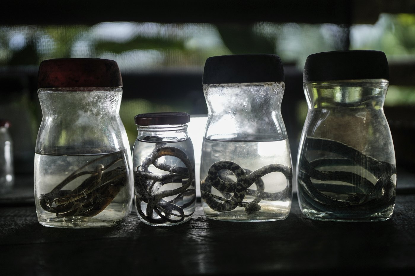 Afro-Colombians fight the effects of gold mining through biodiversity projects in a violent region | iNFOnews.ca Afro-Colombians fight the effects of gold mining through biodiversity projects in a violent region | iNFOnews.ca