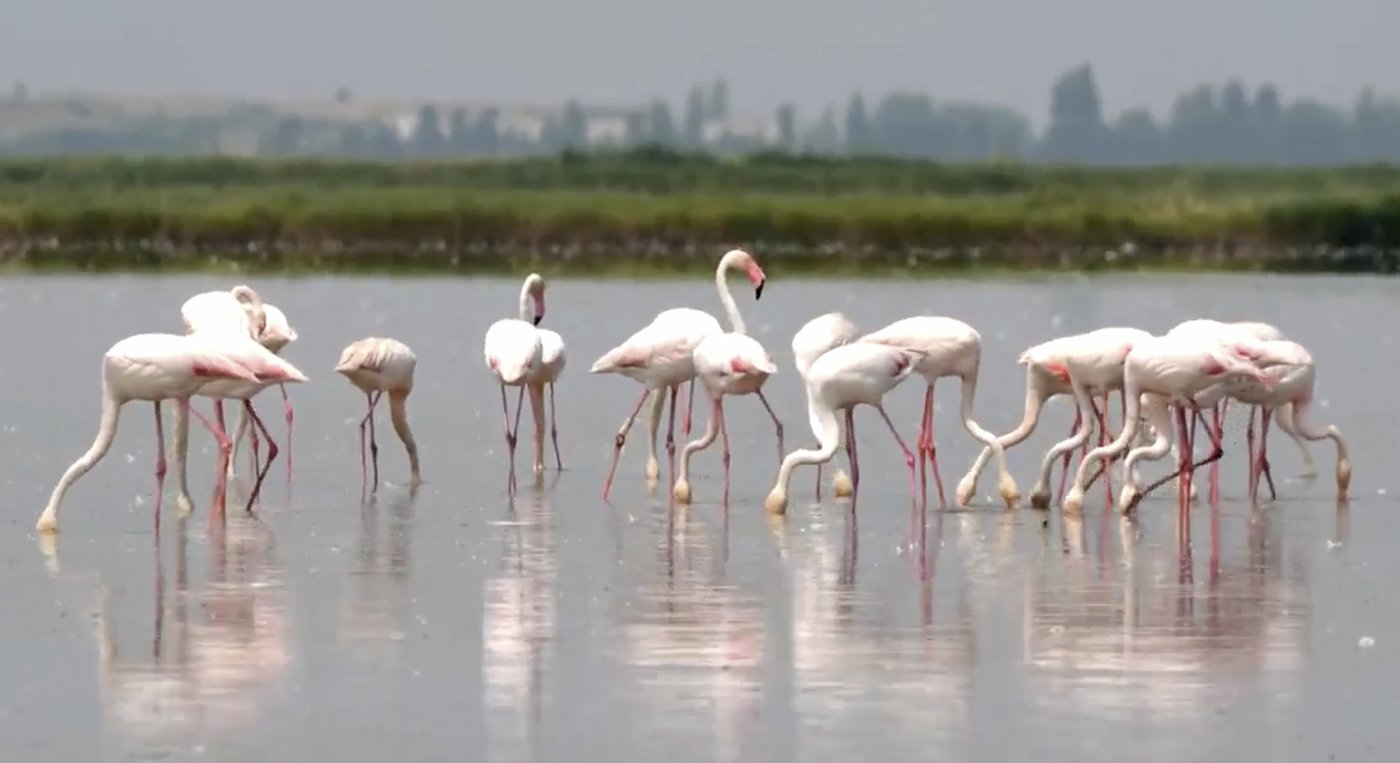 Flamingos are stirring up trouble and ravaging rice for risotto in Italy's northeast | iNFOnews.ca