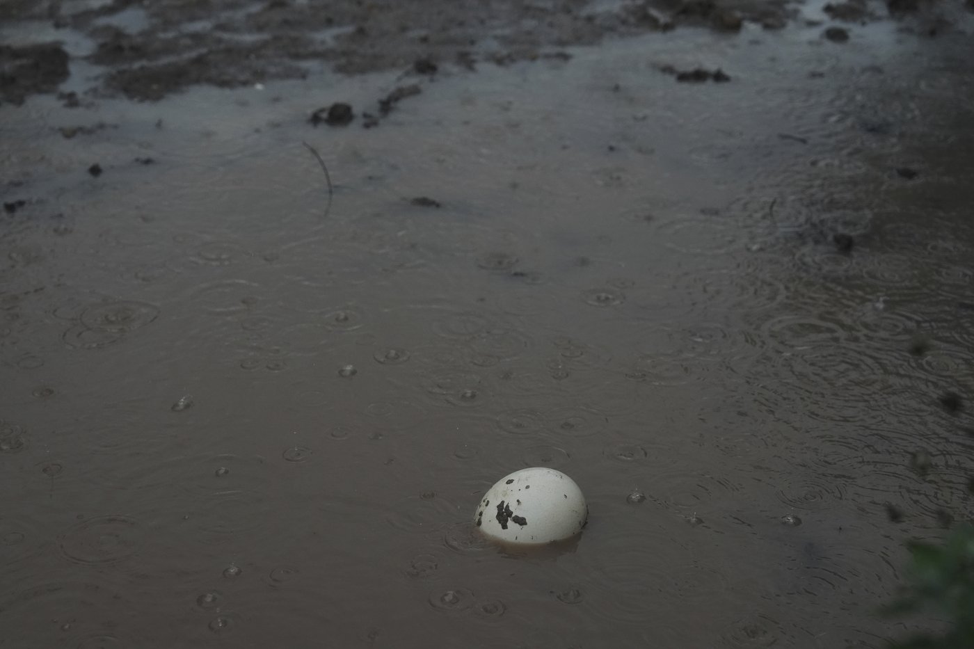 Texas floodwaters damaged crops and endangered livestock. Now farmers and ranchers are cleaning up | iNFOnews.ca Texas floodwaters damaged crops and endangered livestock. Now farmers and ranchers are cleaning up | iNFOnews.ca