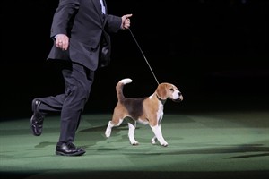 Vanity of canine variety credited for B.C. beagle winning best in show | iNFOnews.ca CP31953707
