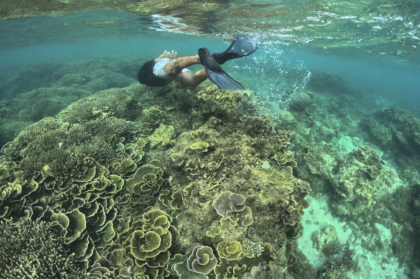 Fourth mass coral bleaching prompts UN emergency session at Colombia biodiversity summit | iNFOnews.ca Fourth mass coral bleaching prompts UN emergency session at Colombia biodiversity summit | iNFOnews.ca